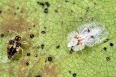 Corythucha ciliata_личинка + имаго